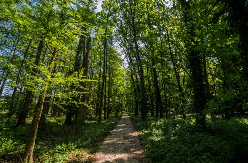 Tiszaigari arborétum Természetvédelmi terület, Tiszaigar, Hungary, Hungary
